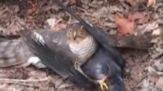 Sparrow hawk performing open heart surgery on a live crow