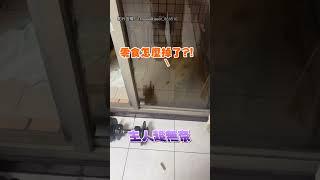 【霸道總柴】門沒鎖 柴卻以為被困  急跳腳嚶嚶叫：開門！｜柴犬｜搞笑｜無奈