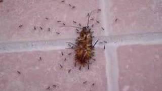 Ants swarming a roach