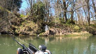 Springer Fishing The Cowlitz River Down By The Confluence Of The Toutle River