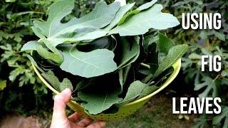 Harvesting FIG LEAVES for Tea, Ice Cream, Syrup & Pesto