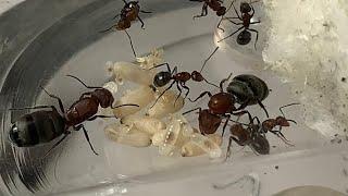 Small Camponotus ants from south Texas, Camponotus Planatus.