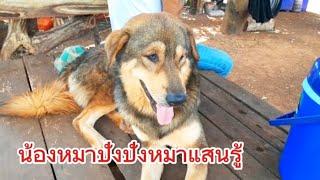 หมาแสนรู้น้องปังปัง