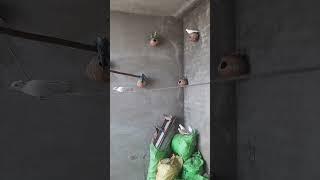 Budgies & birds family #birds #viralvideo #birds
