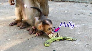 Amazing.....Baby monkey Molly changes flavor from milk to fruit, but he seems to be more i