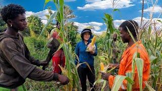 Khẩn trương thu hoạch ngô Angola vì có hiện tượng bị "tấn công" || Tuấn Hiệp TV