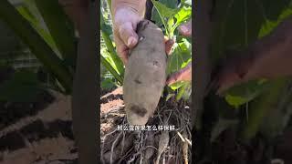 雪莲果和种球 怎样保存? Yacon tubers and rhizomes