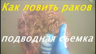 Как ловить раков руками / где искать раков / очень поучительное видео