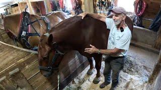 WHAT IS WRONG WITH EARL'S SHOULDER??? // Haying with Horses #686