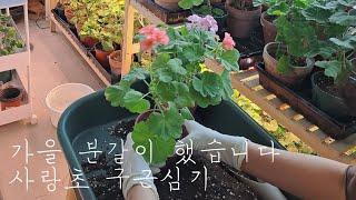 제라늄 가을 분갈이 | 사랑초 구근심기 | 베란다 정원 | 식물 브이로그 |