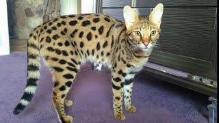  F1 Savannah Cats - PICKY EATERS ? Try This !!!