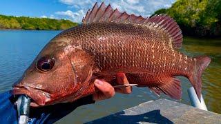 How to Catch Big MANGROVE JACKS and BARRAMUNDI