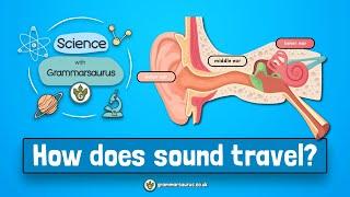 Science with Grammarsaurus - How does sound travel?