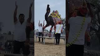 camel dance ###viralvideo ###dancemusic ###viraldance ##amazing dance ##camel