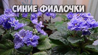 МОЯ ПОЛОЧКА С ФИАЛКАМИ, фиалки на подоконнике. Обзор цветущих фиалок