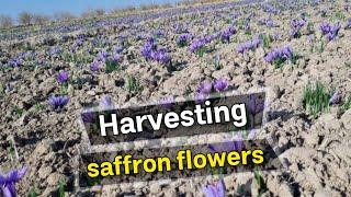 Ghaenat saffron company producing saffron in Iran