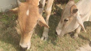 Beautiful Cow | Cute Cow | Lovely Cow  | Razi Ali Vlogs