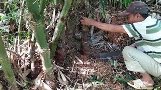 TRỒNG TRE NGỌT LẤY MĂNG TẠI YÊN BÁI