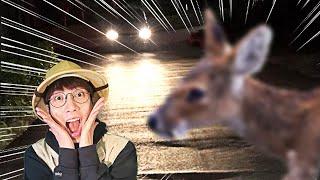 로드킬을 가장 많이 당하는 동물은? 도로 위 위기의 동물들..