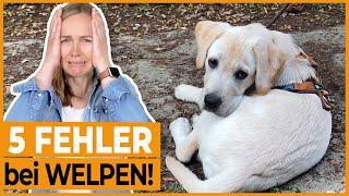 Welpen erziehen I 5 häufige Fehler, die HundebesitzerInnen bei der Welpenerziehung machen