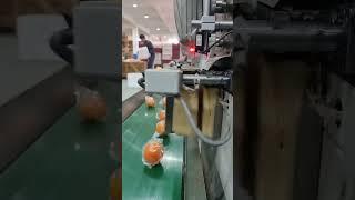 See How Oranges Are Effortlessly Wrapped #packagingindustry #packaging #manufacturing #autumation