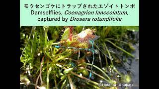 Damselflies, Coenagrion lanceolatum, captured by Drosera rotundifolia: モウセンゴケにトラップされたエゾイトトンボ