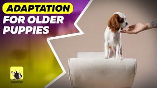 Socialization for Older Puppies Or Adult Dogs | "Check" Command | EveryDoggy