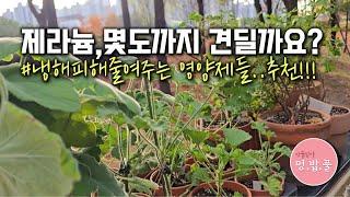 제라늄,추운날 몇도까지 견딜까요? 냉해피해줄여주는 영양제추천 #냉해피해영양제 #제라늄겨울온도 #제라늄월동온도