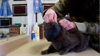 Cat Handling for grooming