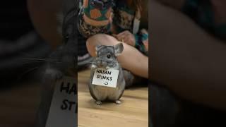 They have something to say to Hasan  @HasanAbi #shorts #chinchilla #notapet #collab #alveus #maya