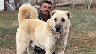 MOST ASSERTIVE KANGAL IN TURKEY