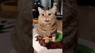 Грустный котик уходит в Телеграм «Максим и Котики» Читай что случилось в закреплённом комменте🫶