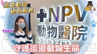 【寵物服務】免費流浪動物絕育服務｜守護社區動物生命｜控制出生率｜NPV 非牟利獸醫服務協會｜Toby陳庭欣