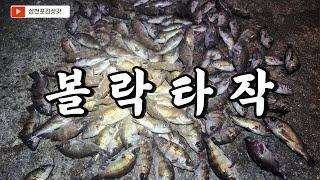 볼락 미끼는 뭐가 좋을까? 볼락 소굴에서 제대로 사고 쳤습니다!!