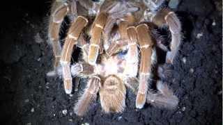 Pelinobius muticus Verpaarung (mating) - Bock wird gefressen (male gets eaten up)