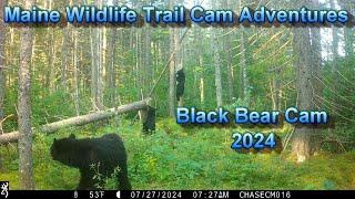 Wildlife Trail Cam Videos | Bear Cam 2024| Bear, Moose, Deer and More!