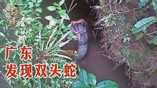 A double headed snake was found in Guangdong. It contains highly toxic. It will die if touched!