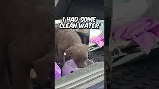 Someone Dumped Him There 