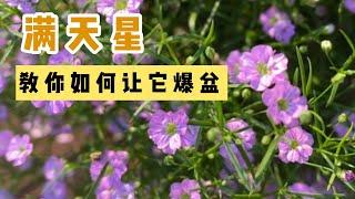 一年四季开花，爆盆的满天星，how to grow gypsophila repens baby's breath，值得拥有一盆！#BenWithLana小豆包妈妈