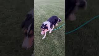 Fear reactive Jango learns mom will protect him! #dogtraining #fypシ゚ #ecollartraining #minnesota