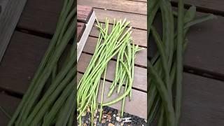 Harvesting bora beans #fyp #shorts #gardening #vegetablegardening #beans