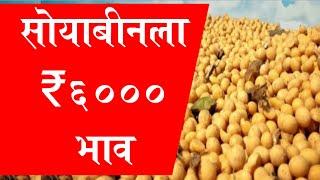 सोयाबीन 6000 रुपये भावाची घोषणा || MSP for Soybean 2024