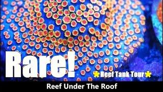 R.U.T.R. Reef Tank Tour - Rarest Corals in Private Collection! WOW