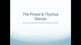 pineal gland by Amita Grover