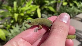 Catching Day Geckos at our Hotel in Maui