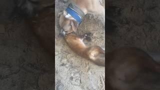 Pitbull Catches Wild Fox   #marcostvg #pitbullshunting #fake