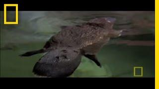 Platypus Parts | National Geographic