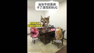 当你不经意间卡了酒驾的BUG #猫meme #猫meme小剧场 #酒驾 #BUG #万万没想到  #猫meme #搞笑 #喵哥是萌新  #meme #funny #人類迷惑行為
