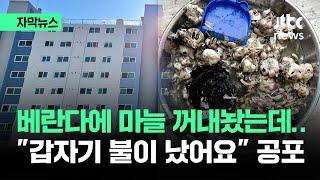 [자막뉴스] 베란다에 마늘 꺼내놨는데…"불이 났어요" 공포  / JTBC News