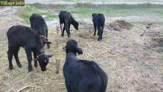 Buffalo Farming in Pakistan || Dairy Farming Business in Pakistan || Village Info